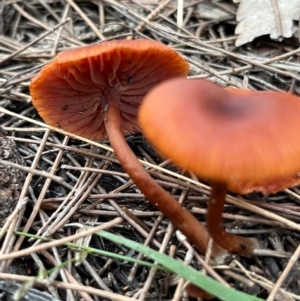 Laccaria sp. at South Pacific Heathland Reserve - 1 Jul 2024