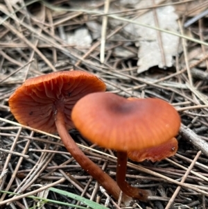 Laccaria sp. at South Pacific Heathland Reserve - 1 Jul 2024