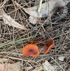 Laccaria sp. at South Pacific Heathland Reserve - 1 Jul 2024