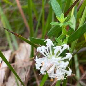 Pimelea linifolia at South Pacific Heathland Reserve - 1 Jul 2024