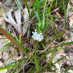 Pimelea linifolia at South Pacific Heathland Reserve - 1 Jul 2024