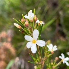 Ricinocarpos pinifolius (Wedding Bush) at South Pacific Heathland Reserve - 1 Jul 2024 by Clarel