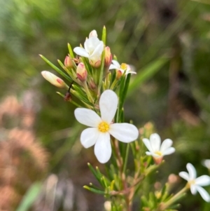 Ricinocarpos pinifolius at South Pacific Heathland Reserve - 1 Jul 2024 04:04 PM