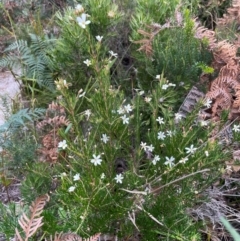 Ricinocarpos pinifolius at South Pacific Heathland Reserve - 1 Jul 2024 04:04 PM