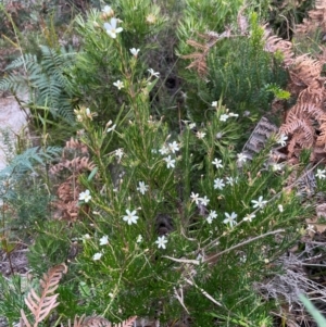 Ricinocarpos pinifolius at South Pacific Heathland Reserve - 1 Jul 2024 04:04 PM