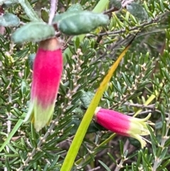 Correa reflexa var. reflexa (Common Correa, Native Fuchsia) at South Pacific Heathland Reserve - 1 Jul 2024 by Clarel