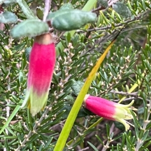 Correa reflexa var. reflexa at South Pacific Heathland Reserve - 1 Jul 2024