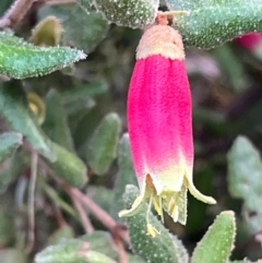 Correa reflexa var. reflexa at South Pacific Heathland Reserve - 1 Jul 2024