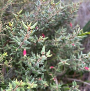 Correa reflexa var. reflexa at South Pacific Heathland Reserve - 1 Jul 2024