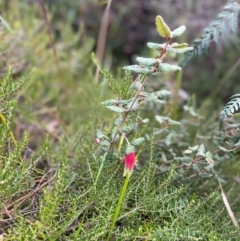 Correa reflexa var. reflexa at South Pacific Heathland Reserve - 1 Jul 2024