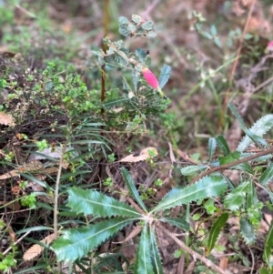 Correa reflexa var. reflexa at South Pacific Heathland Reserve - 1 Jul 2024