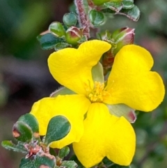 Hibbertia sp. (Guinea Flower) at South Pacific Heathland Reserve - 1 Jul 2024 by Clarel