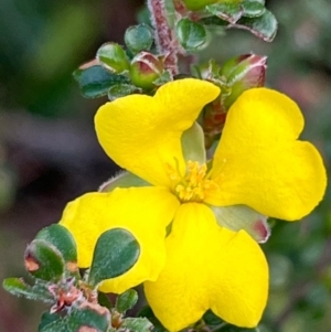 Hibbertia sp. at South Pacific Heathland Reserve - 1 Jul 2024 04:08 PM