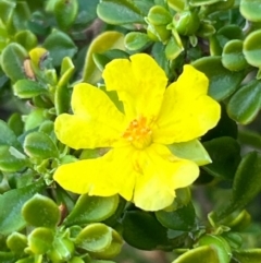 Hibbertia sp. at South Pacific Heathland Reserve - 1 Jul 2024 04:08 PM