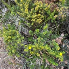 Hibbertia sp. at South Pacific Heathland Reserve - 1 Jul 2024 04:08 PM