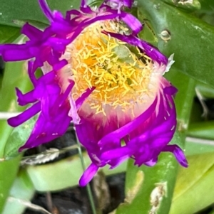 Carpobrotus glaucescens at South Pacific Heathland Reserve - 1 Jul 2024 04:10 PM