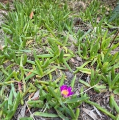 Carpobrotus glaucescens at South Pacific Heathland Reserve - 1 Jul 2024 04:10 PM