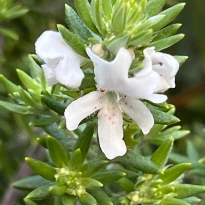 Westringia fruticosa (Native Rosemary) at South Pacific Heathland Reserve - 1 Jul 2024 by Clarel