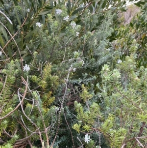 Westringia fruticosa at South Pacific Heathland Reserve - 1 Jul 2024