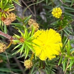 Acacia echinula (Hedgehog Wattle) at South Pacific Heathland Reserve - 1 Jul 2024 by Clarel