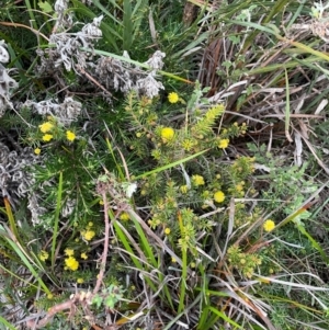 Acacia echinula at South Pacific Heathland Reserve - 1 Jul 2024