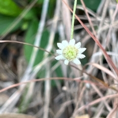 Actinotus minor (Lesser Flannel Flower) at South Pacific Heathland Reserve - 1 Jul 2024 by Clarel