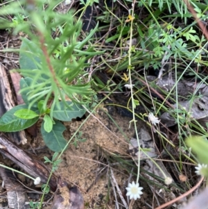 Actinotus minor at South Pacific Heathland Reserve - 1 Jul 2024