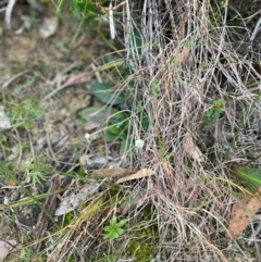 Actinotus minor at South Pacific Heathland Reserve - 1 Jul 2024