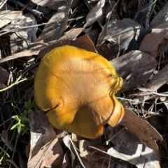 Unidentified Cap on a stem; gills below cap [mushrooms or mushroom-like] at Mount Ainslie - 16 Jun 2024 by Pirom