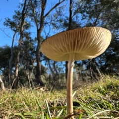 Oudemansiella gigaspora group at Pialligo, ACT - 16 Jun 2024