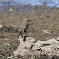 Petroica phoenicea (Flame Robin) at Chesney Vale, VIC - 23 Jun 2024 by jb2602