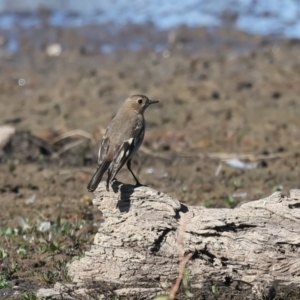 Petroica phoenicea at Chesney Vale, VIC - 23 Jun 2024 10:56 AM