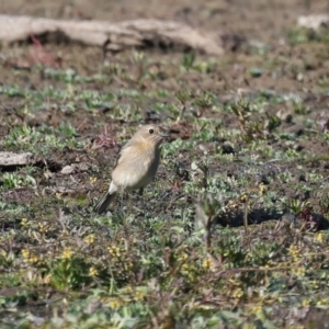 Petroica phoenicea at Chesney Vale, VIC - 23 Jun 2024