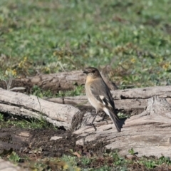 Petroica phoenicea at Chesney Vale, VIC - 23 Jun 2024