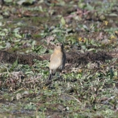 Petroica phoenicea at Chesney Vale, VIC - 23 Jun 2024