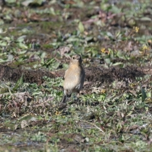 Petroica phoenicea at Chesney Vale, VIC - 23 Jun 2024