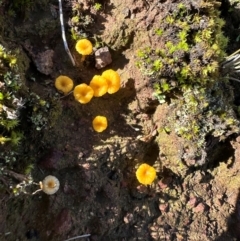 Lichenomphalia chromacea (Yellow Navel) at Mount Ainslie - 16 Jun 2024 by Pirom