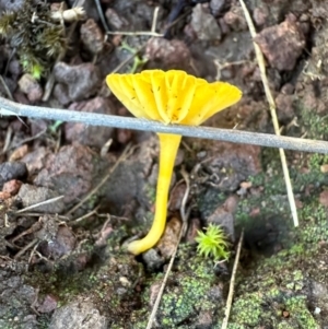 Lichenomphalia chromacea at Mount Ainslie - 16 Jun 2024