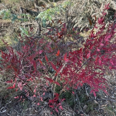 Nandina domestica (Sacred Bamboo) at Mount Ainslie - 25 Jun 2024 by Pirom