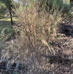 Cassinia sifton (Sifton Bush, Chinese Shrub) at Mount Ainslie - 25 Jun 2024 by Pirom