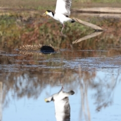 Vanellus miles (Masked Lapwing) at Chesney Vale, VIC - 23 Jun 2024 by jb2602