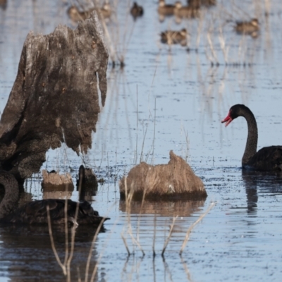 Cygnus atratus (Black Swan) at Winton Wetlands - 23 Jun 2024 by jb2602