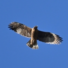 Hieraaetus morphnoides (Little Eagle) at Mount Ainslie - 1 Jul 2024 by davidcunninghamwildlife