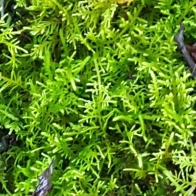 Unidentified Moss, Liverwort or Hornwort at Gibraltar Pines - 23 Jun 2024 by WalkYonder