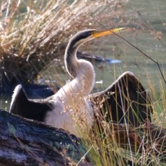 Anhinga novaehollandiae (Australasian Darter) at Albury - 1 Jul 2024 by KylieWaldon