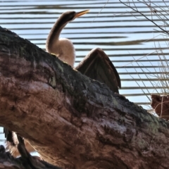 Anhinga novaehollandiae at Horseshoe Lagoon and West Albury Wetlands - 1 Jul 2024 10:33 AM