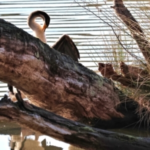 Anhinga novaehollandiae at Horseshoe Lagoon and West Albury Wetlands - 1 Jul 2024