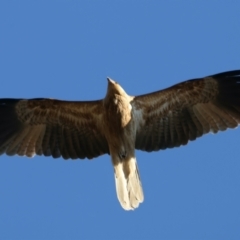 Haliastur sphenurus (Whistling Kite) at Taminick, VIC - 23 Jun 2024 by jb2602