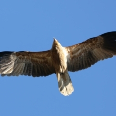 Haliastur sphenurus at Taminick, VIC - 23 Jun 2024