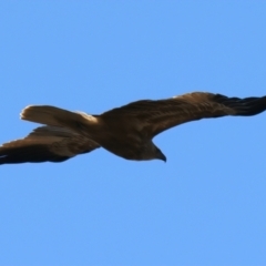 Haliastur sphenurus at Taminick, VIC - 23 Jun 2024